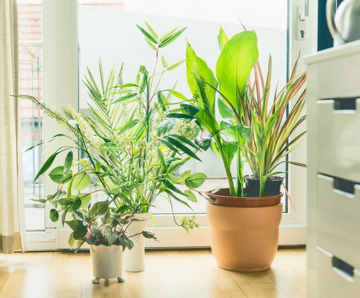 Urban Jungle: Incorporating Plants in City Living Spaces